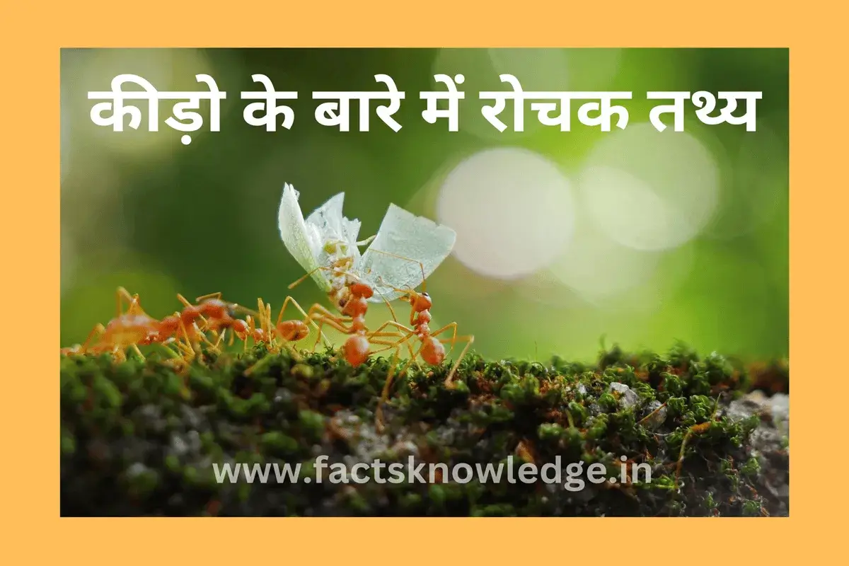 कीड़ो के बारे में रोचक तथ्य | Facts about insects in hindi